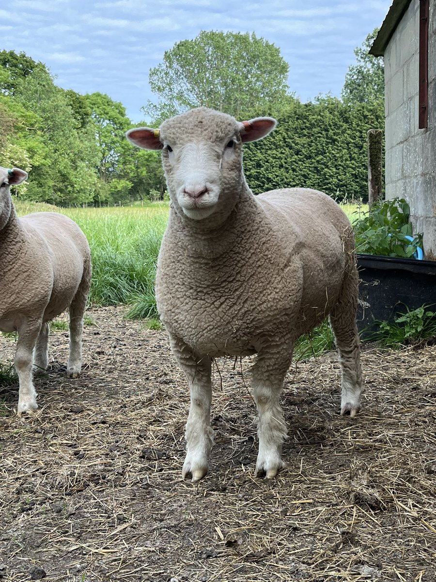toryl's tweet photo. Doris and Ethel are definitely getting used to the little shepherd, nearly ate out of his hand tonight! @HDorsets #polldorsets https://t.co/C9mX5aaEFG
