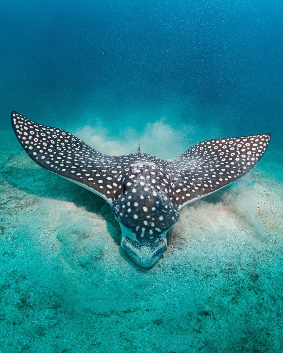 PADI's tweet photo. Where have you spotted a spotted eagle ray during a dive? 

📷: IG user '@shaundoylephoto'
📍: Utila, Honduras https://t.co/NIWWFI2XVv