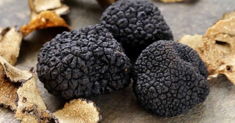 TrufflesAlba's tweet photo. الكمأ الأسود الصيفي من بيدمونت - ALBA TRUFFLES
https://t.co/fwe2v4fS0v       

يمكن استخدام Black Summer Truffle of Piedmont ، بعد طهي قصير ، كعنصر في الحشوات والصلصات أو شرائح رفيعة على السلطات الصيفية ... https://t.co/BpKObCK5oB
