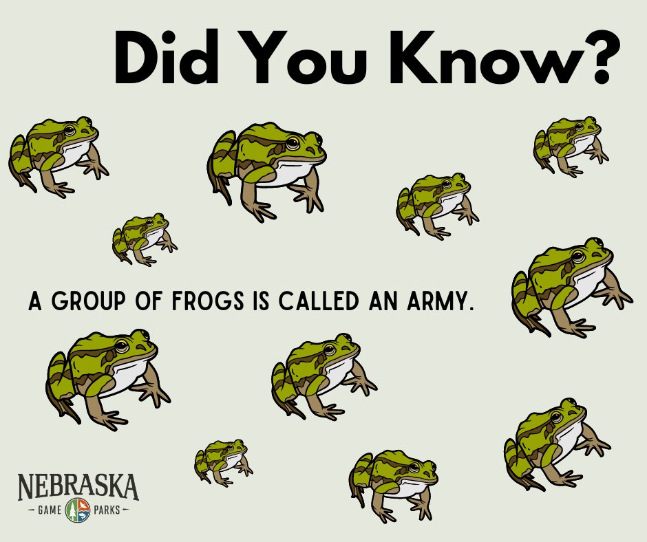 Nebraska Game and Parks on X: “#FunFact - A group of frogs is
