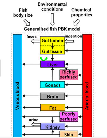 A generalized fish physiologically-based kinetic (PBK) model was developed, with applications across a range of conditions, substances and species.  Read the full article in ES&amp;T:  go.acs.org/1j0