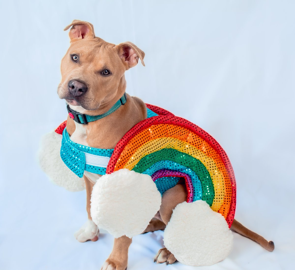 Humane Animal Partners tweet media