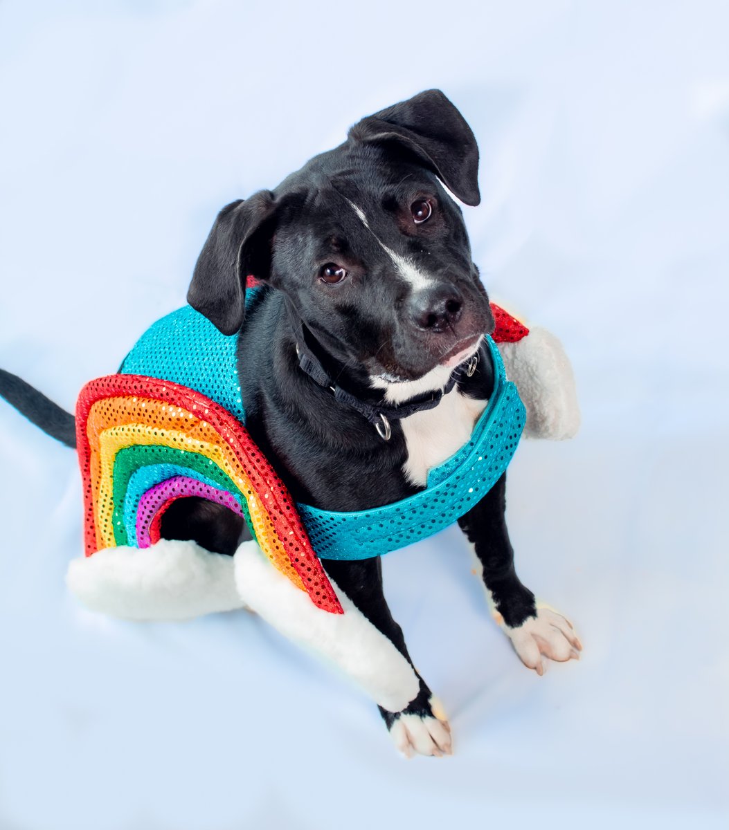 Humane Animal Partners tweet media