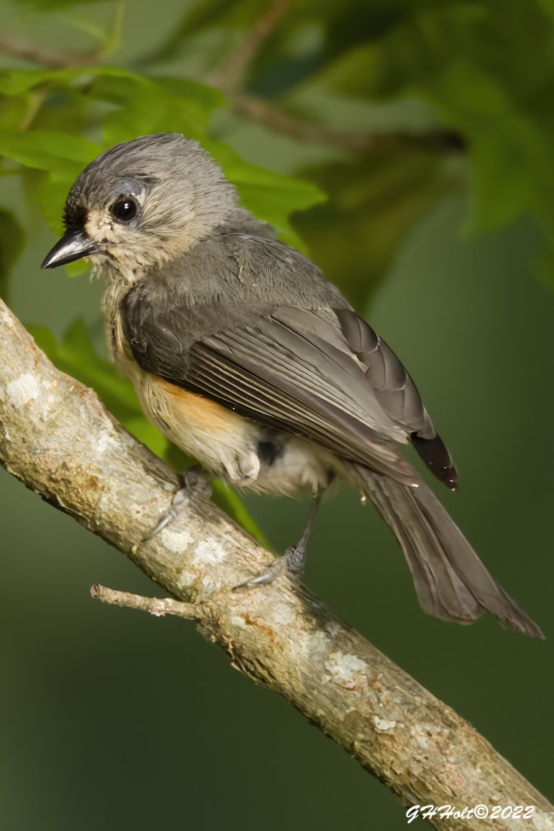 Tufted Titmouse after a morning dip in the Catawba river.
#TwitterNatureCommunity #NaturePhotography #naturelovers #birding #birdphotography #wildlifephotography #tuftedtitmouse #CatawbaRiver #LandsfordCanal