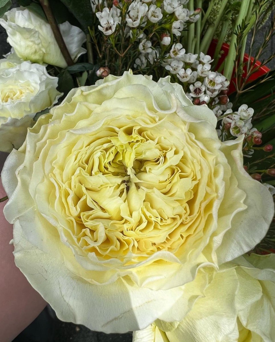 Mazel Tov, Lesa &amp; Andy! This chuppah is #goals &amp; made even more beautiful by the weather during this spring wedding day ☀ Swipe to see the stunning garden roses used in the design✨🤩

📸: @rissaeventdesign via Instagram
<a href="/designerbales/">Steve Bales</a>