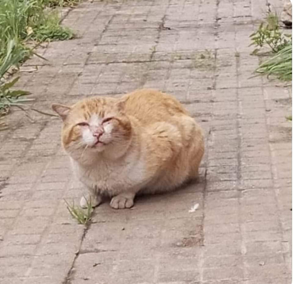 SilviaMylo's tweet photo. Tiene mas de 10 años, su humana ha muerto, los hijos le han echado 😢💔
El pobrecito no se mueve de la ventana de lo que fue su hogar 😢 💔 
631 13 11 35
Es muy triste 😭
🙏😢🆘📢
Sevilla 😢 https://t.co/g5JPp5MvGJ