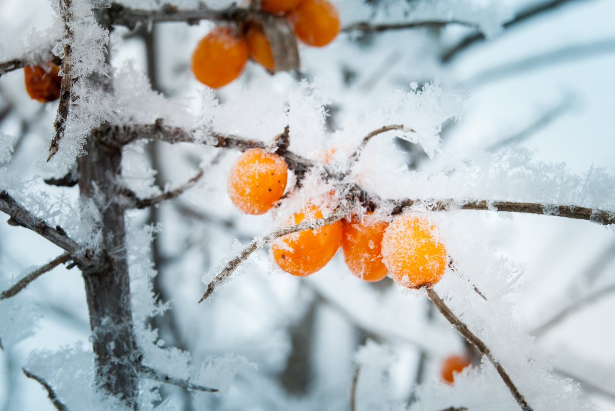 ONBOARD ANCIENT SEA BUCKTHORN | SEABERRY | Hippophae rhamnoides

#MarsTerraforming #MarsColonization #Seaberry 

ENTER THE ARK ➡️ youtube.com/watch?v=K0pBRM…