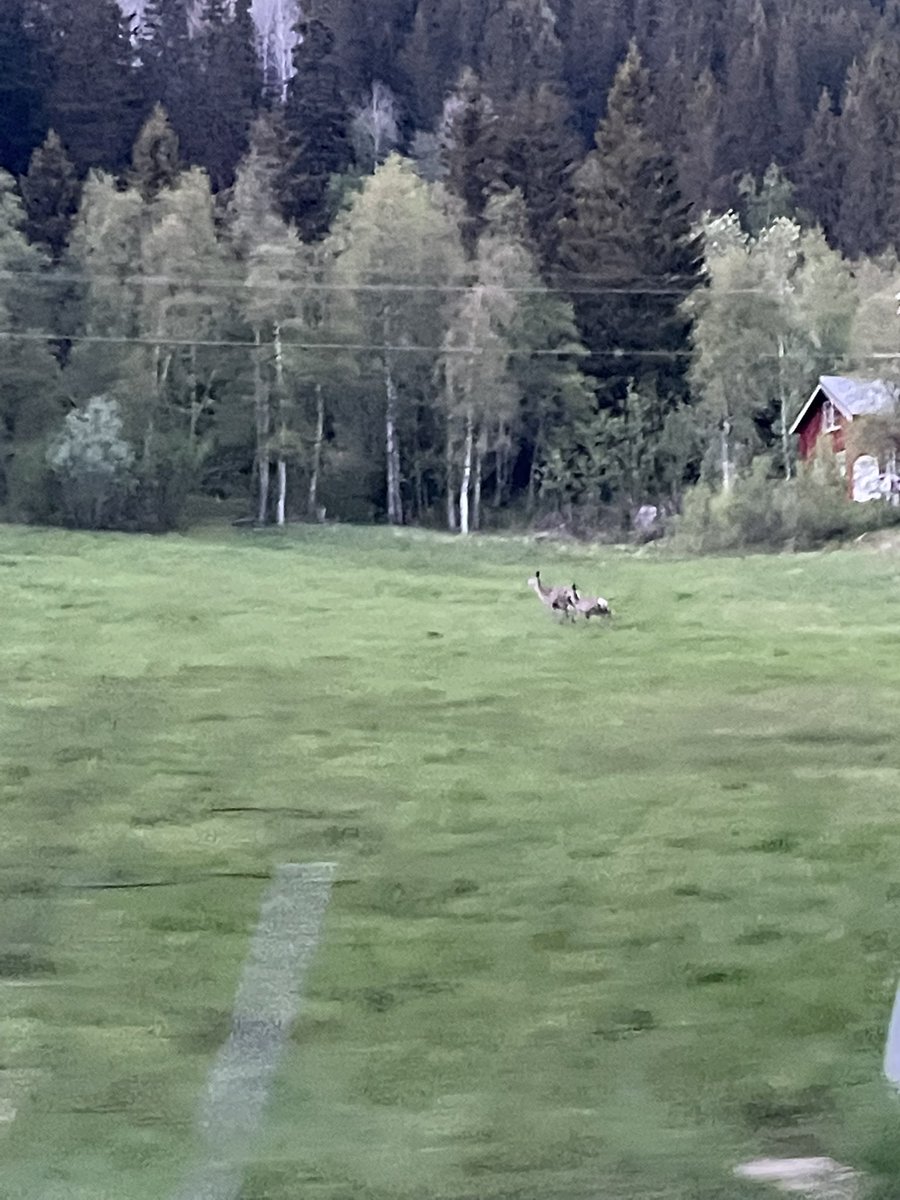 LSBergen's tweet photo. Nå løper Wilmo side om side med hjortedyr eller elgkalver midt mellom Bøgrend eller Haukeligrend! Dyrisk deilig!! https://t.co/JwCYeiCAyX
