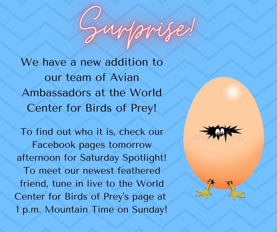 We have a new Avian Ambassadors teammate at the World Center for Birds of Prey! To find out who it is, check our Twitter feed tomorrow afternoon! To meet our newest friend, tune in live to the World Center for Birds of Prey's Facebook page at 1 p.m. Mountain Time on Sunday!