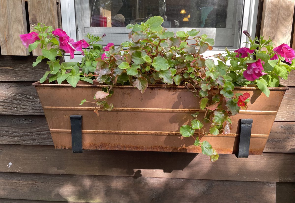 virgifar's tweet photo. #FlowerBoxFriday https://t.co/vmjx4AuYVq