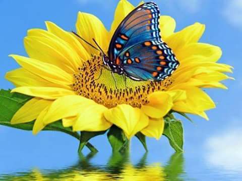 alaa amy tweet media