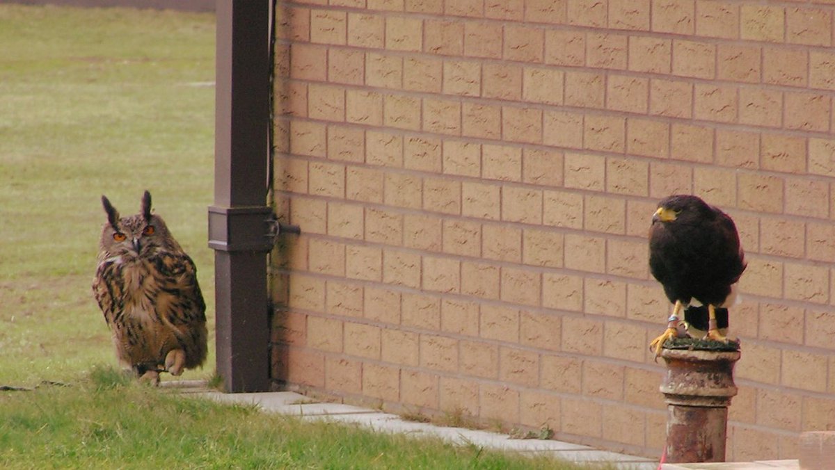 File this under circumstances I never imagined! Another incredible life experience and learning moment I look back on this Memorial week. 

Ever wonder how some airfields keep birds away from the runways? Try letting a predator loose...

#MemorialDay #MilitaryService #AirForce
