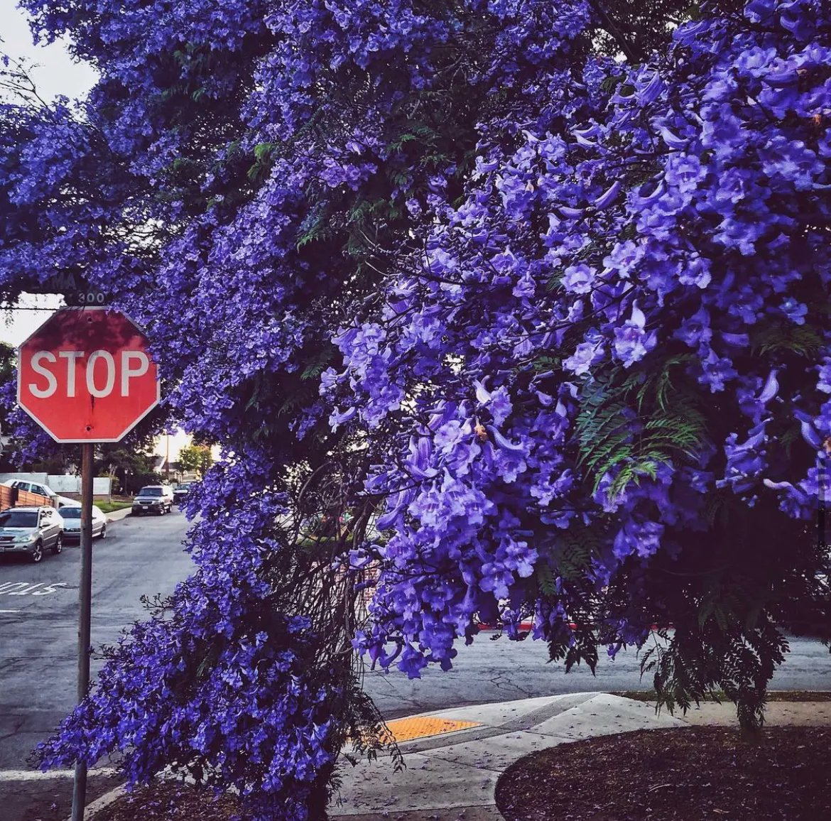 itsOsoPorto's tweet photo. Insta 2yrs ago: See color. #beachtown #neighborhood #elsegundo #streetscene #listen #learn #blm #jacaranda #thegundo https://t.co/SOJwawd8qj | https://t.co/jxXSWO0VWA https://t.co/AxpKIfTfS7