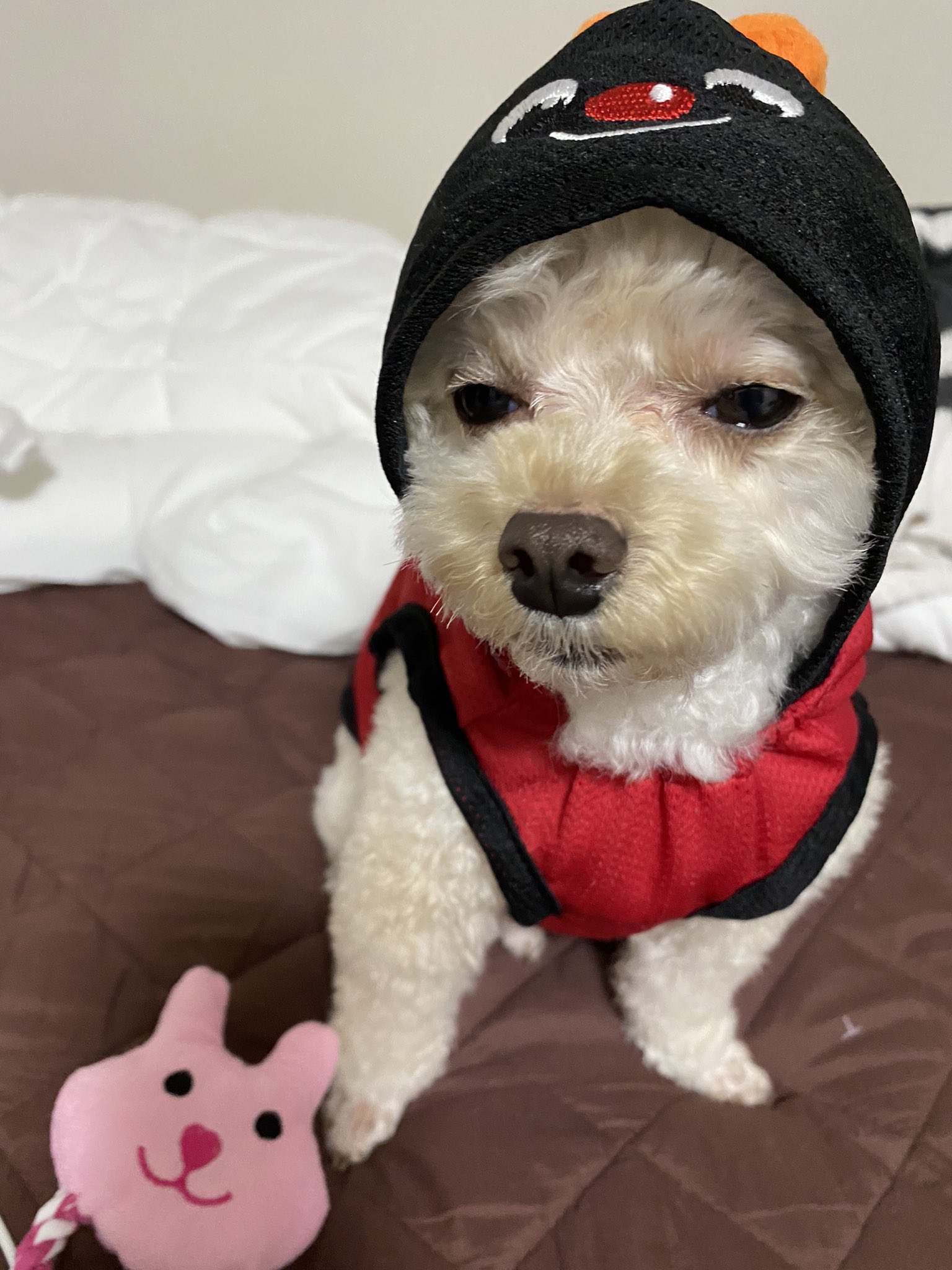 てんとう虫犬 Twitter Search Twitter