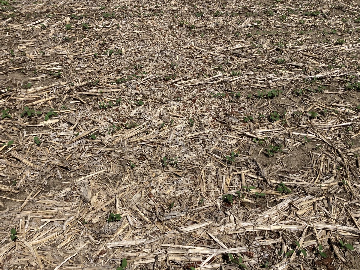 phhermans's tweet photo. ❤️ ❤️ Love it ..customer checking 🌽 yield loss on combine last fall. That is time well invested💸 💵.
Also shows us soybean emergence and issues we have with too much  🌽 residue. #SoybeanPlantingIntoCornStalks #ontag #ScoutingFields ⁦@PioneerSeedsCA⁩ https://t.co/r6NOLMxJE5