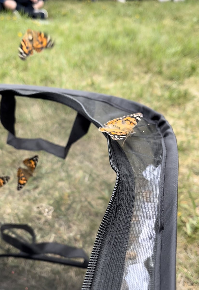 PrincipalAleta's tweet photo. Grade 1s watched these painted lady butterflies grow from larva through the chrysalis stage. So wonderful to release them and say goodbye! ⁦@CJMCBE⁩  ⁦@Area4CBE⁩  #WeAreCBE https://t.co/kNK4lL9N1O