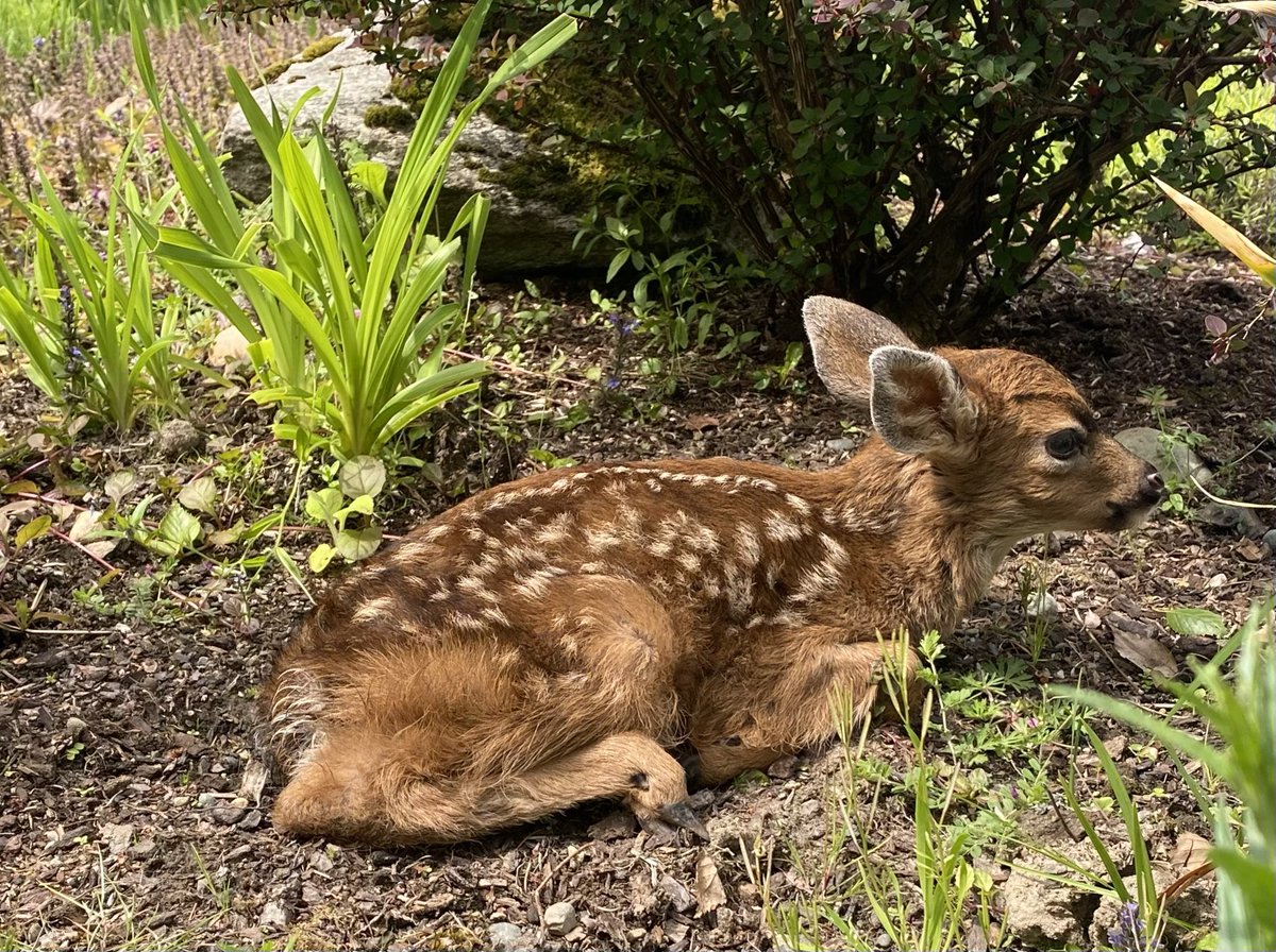 Dr Deborah Harkness (PhD, LHD) tweet media