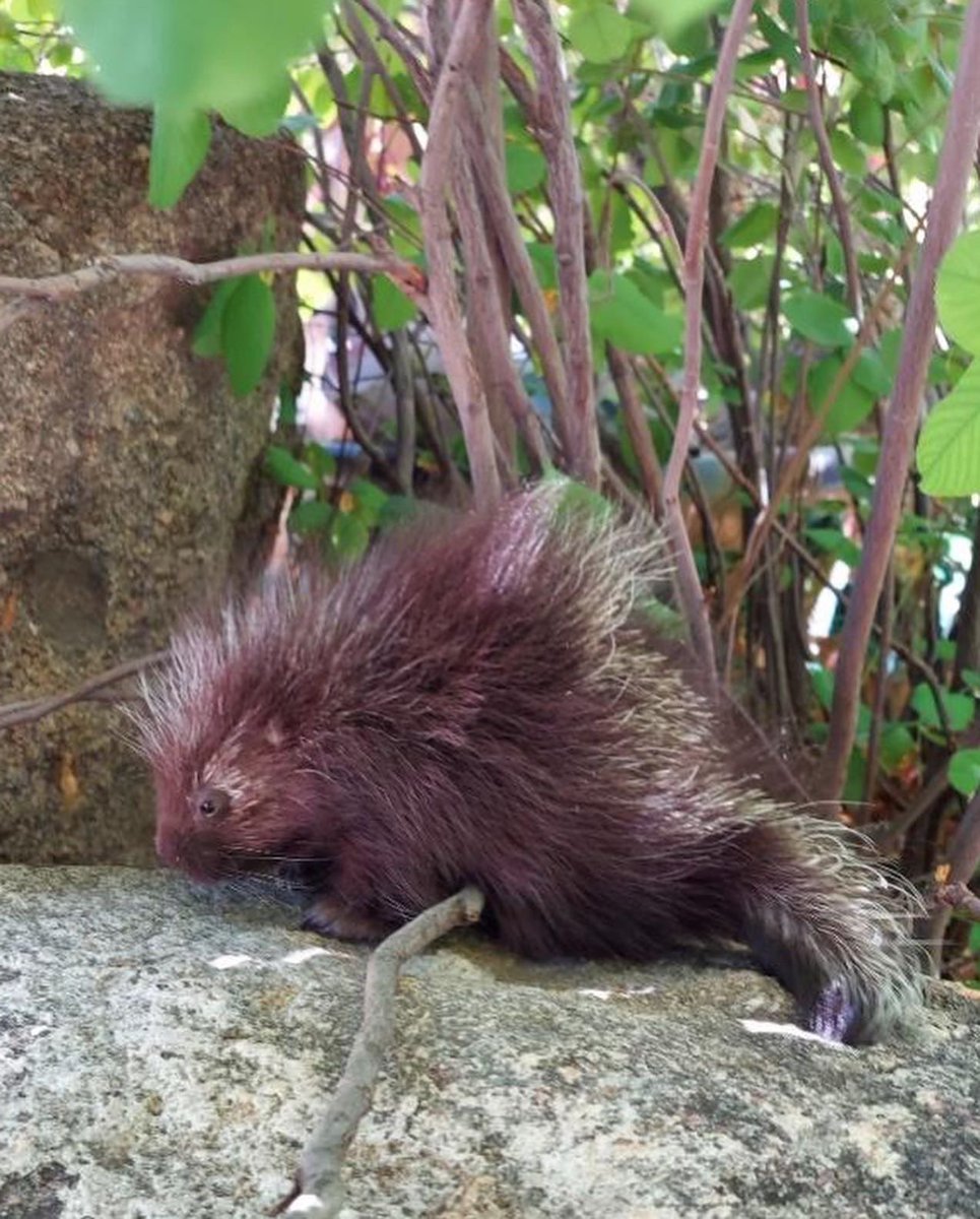 CABQEHD's tweet photo. This young porcupine was #FoundInTheField enjoying a snack of fresh leaves at @abqbiopark. Porcupine are a peaceful bosque dweller & contrary to popular belief, don’t actually ‘throw’ their quills.
Remember to always enjoy wildlife from a distance- no matter how cute they are! https://t.co/qHM4trFId3