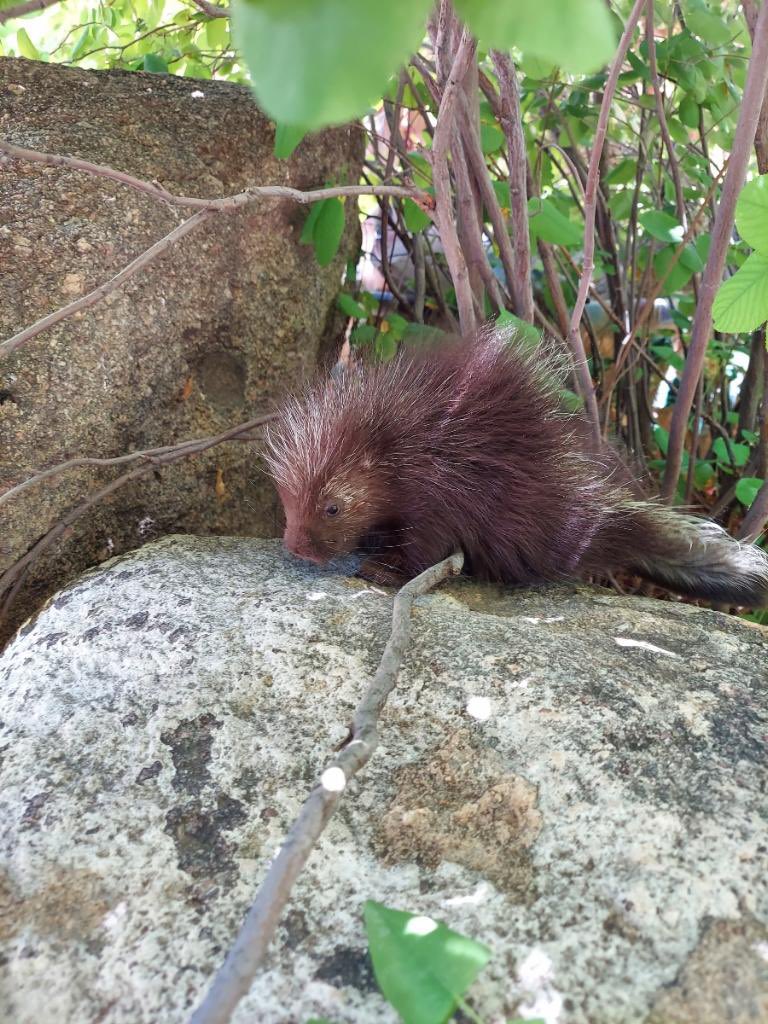 CABQEHD's tweet photo. This young porcupine was #FoundInTheField enjoying a snack of fresh leaves at @abqbiopark. Porcupine are a peaceful bosque dweller & contrary to popular belief, don’t actually ‘throw’ their quills.
Remember to always enjoy wildlife from a distance- no matter how cute they are! https://t.co/qHM4trFId3