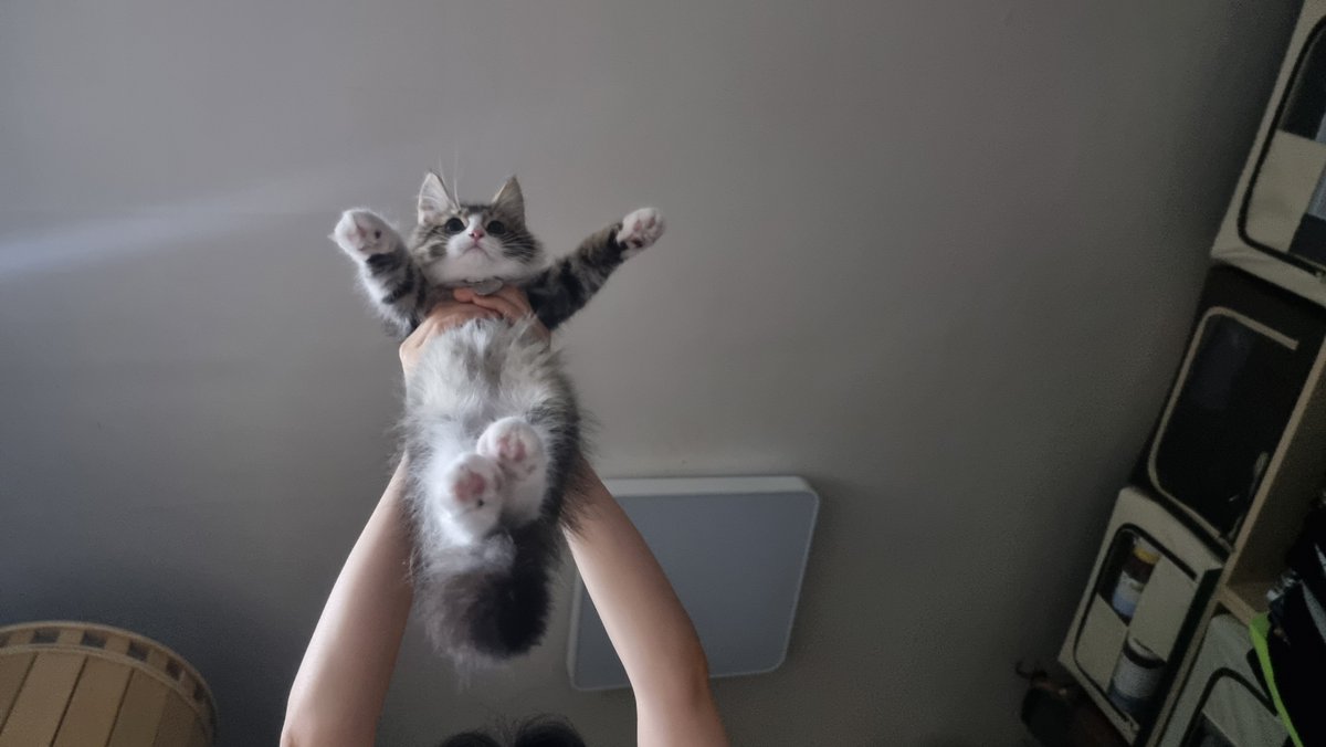 아~~ 그랫냐~~ 발발이 치와와~~ (웽야우에)