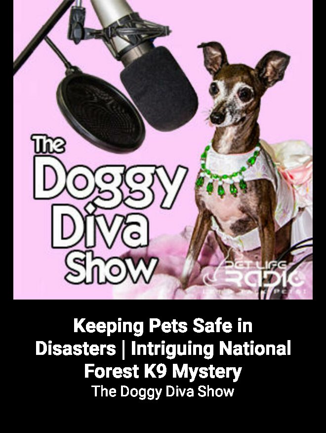 KatK9writer's tweet photo. I was honored to be a guest on The Doggy Diva Show to discuss my debut #K9 #romanticsuspense #ChasingJustice published by @CarinaPress. Enjoy!
Keeping Pets Safe in Disasters | Intriguing National Forest K9 Mystery on The Doggy Diva Show … https://t.co/10L8PhGDyQ https://t.co/CmGXqXSvrG