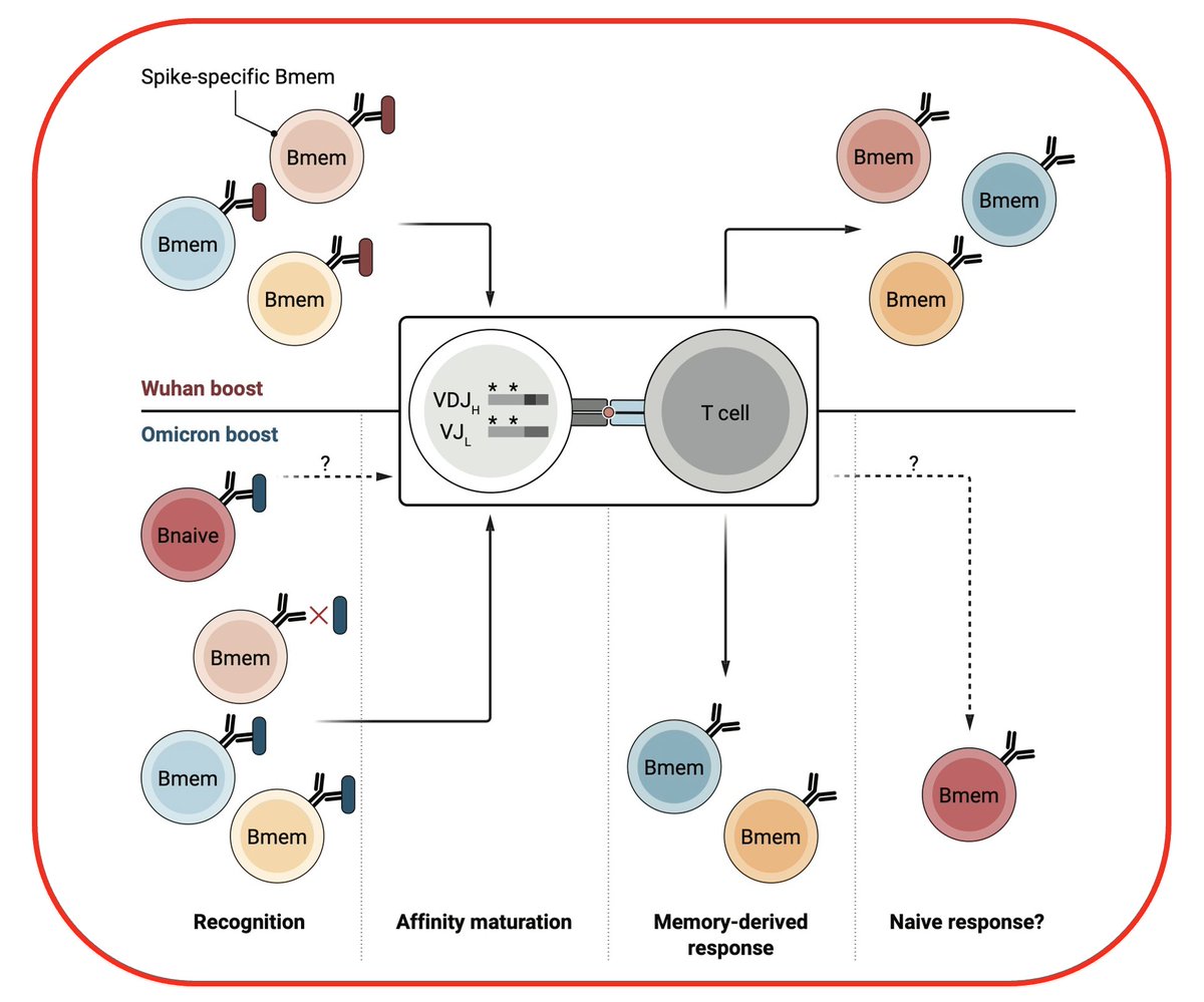 IforRWilliams's tweet photo. Does 'Original Antigenic Sin' influence #memoryBcell responses after breakthrough BA.1 infection?
Menno van Zelm's @SciImmunology Focus looks at impact of OAS on Spike choice for booster doses
➡️ https://t.co/ie56rkT4Ha
1° Research:
https://t.co/22JbUwUHZ3
https://t.co/Csa6XKcejM https://t.co/W4Od3wuLgg