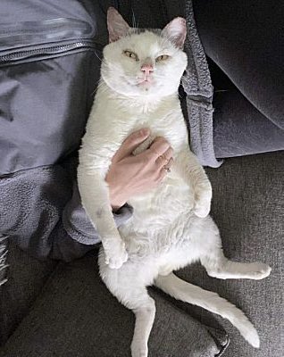 TheCatsMeowInc's tweet photo. Howie is new to our rescue and thinks every day is #JellyBellyFriday 😹

This 5YO guy actually loves belly rubs! Unfortunately, he doesn’t like other kitties. If you’re looking for a solo kitty to snuggle w you, Howie is available!

#FridayFeeling #TGIF #cat https://t.co/7HGA1cyZP0