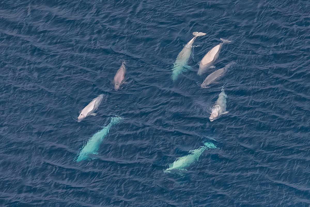 Ég kíkti í Samfélagið á RÚV1 í dag og fjallaði um hinn ótrúlega merkilega hljóðheim Norður Íshafsins sem breytist nú ört vegna yfirstandandi loftslagsbreytinga og aukinna umsvifa mannsins á þessum slóðum. Endilega hlustið á mínútu 00:46:32 í hlekknum:

ruv.is/utvarp/spila/s…