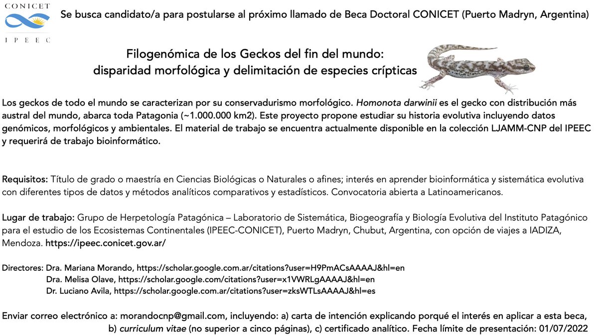 We are looking for a Latinomerican #PhD #student interested in studying "Phylogenomics of Patagonian geckos🦎" in Dr. Mariana Morando lab  (Puerto Madryn🇦🇷) in collaboration with my lab (Mendoza🇦🇷). Selected candidate will apply to #CONICET fellowship (5-years, starting 04/2023)