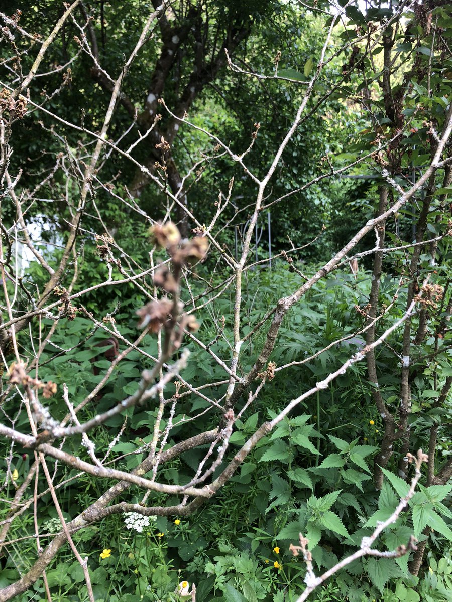 Baumschule24's tweet photo. Brauch mal #followerPower
Meine Hamamelis hat keine Blätter 😞 hat super geblüht, die Äste sind unter der Rinde grün. Weiß jemand was das sein könnte? https://t.co/gXgeWydmaM