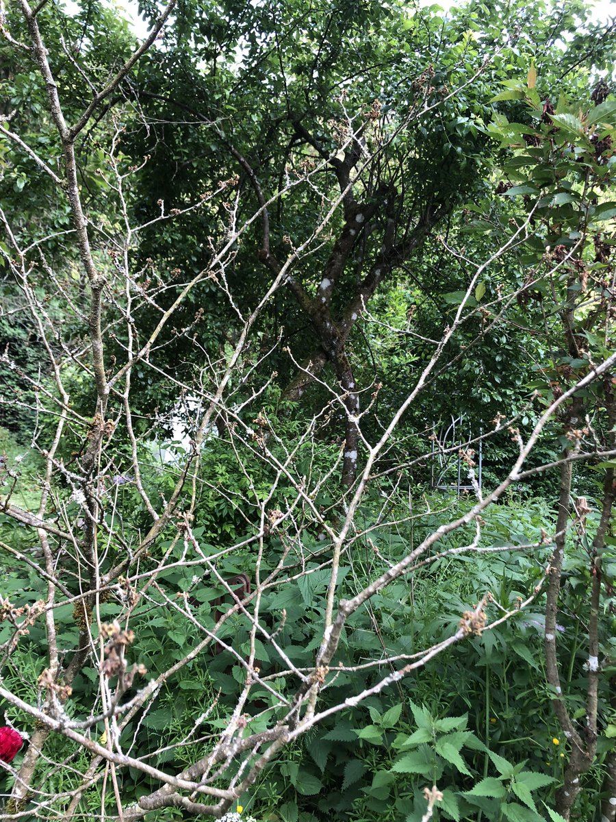 Baumschule24's tweet photo. Brauch mal #followerPower
Meine Hamamelis hat keine Blätter 😞 hat super geblüht, die Äste sind unter der Rinde grün. Weiß jemand was das sein könnte? https://t.co/gXgeWydmaM