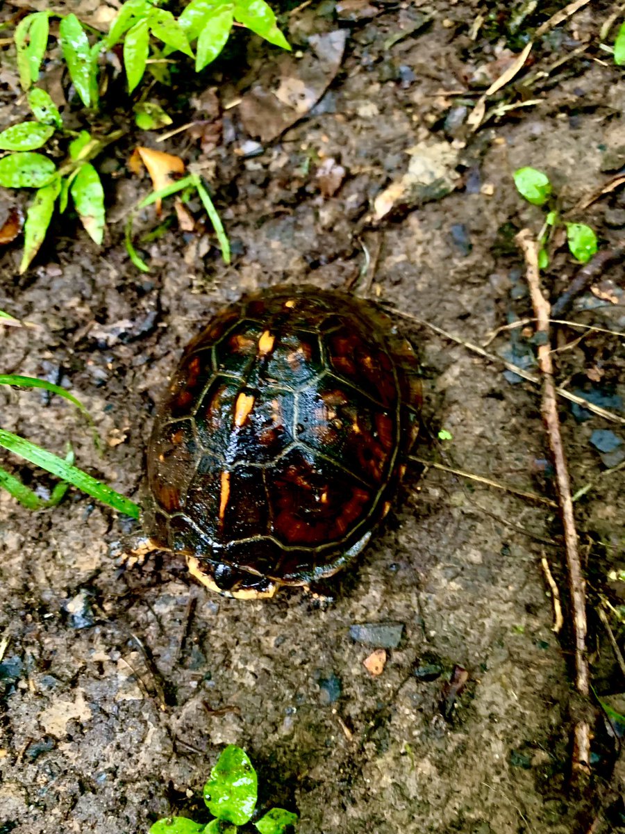 Wckd_Stang's tweet photo. Found a baby turtle hanging out on the trails in the rain 😊 https://t.co/MiY6r5xleI