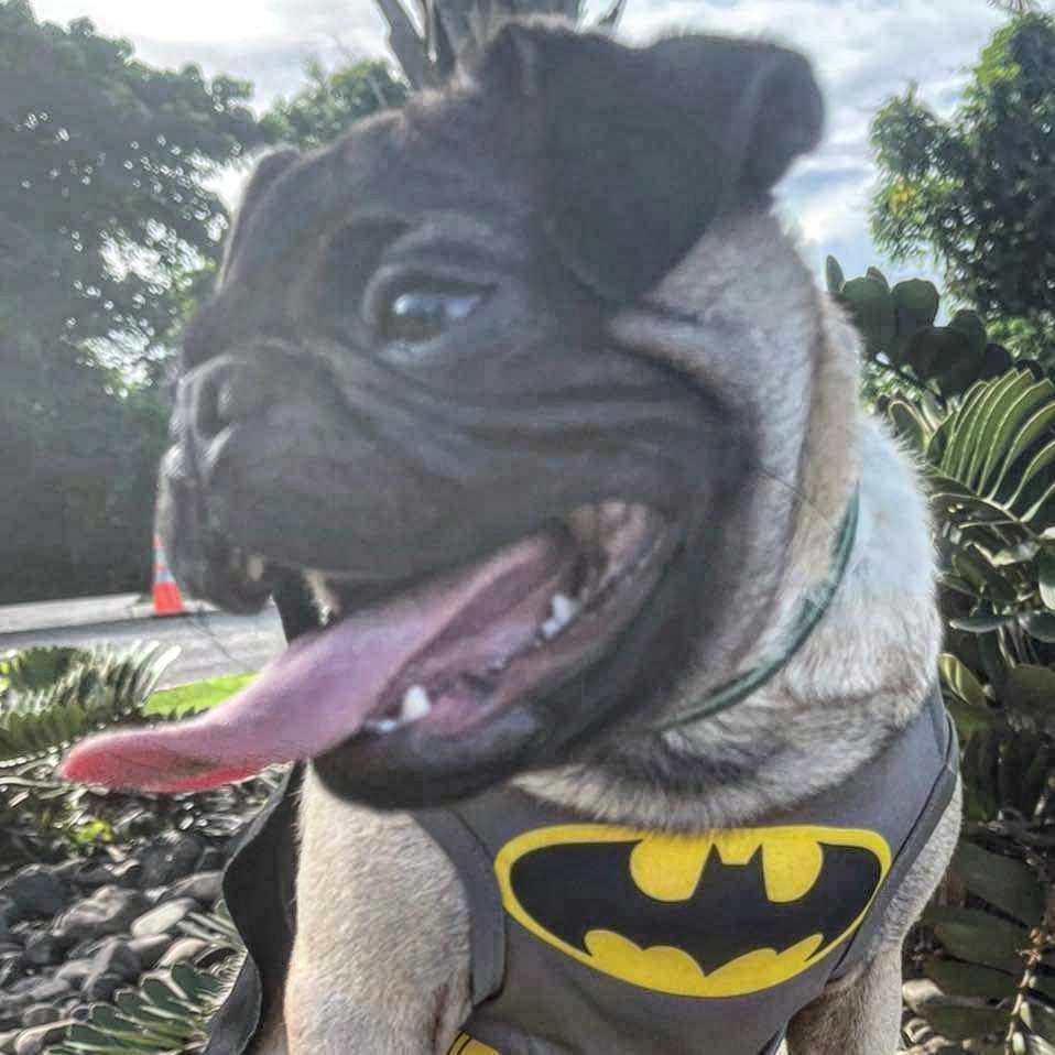 adventuremikeee's tweet photo. The hero that Gotham city needs... Batpug!🐶🦇 #mikethepugadventures #puglife #puglovers #Batman #Batpug #fypシ https://t.co/5WZT53z3Wp