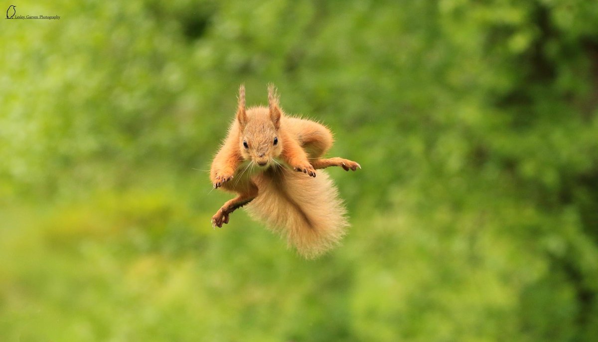 Lesley4444's tweet photo. Some jumping baby red squirrels!! #bbcspringwatch #BBCWildlifePOTD https://t.co/ECCRLmIveM