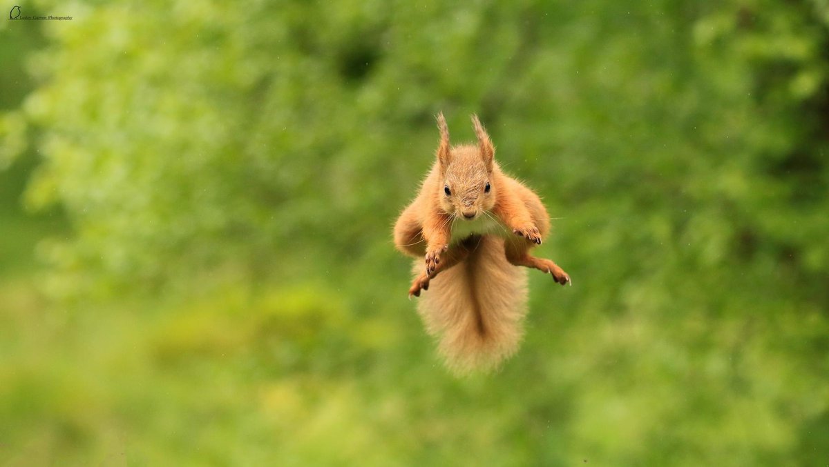 Lesley4444's tweet photo. Some jumping baby red squirrels!! #bbcspringwatch #BBCWildlifePOTD https://t.co/ECCRLmIveM