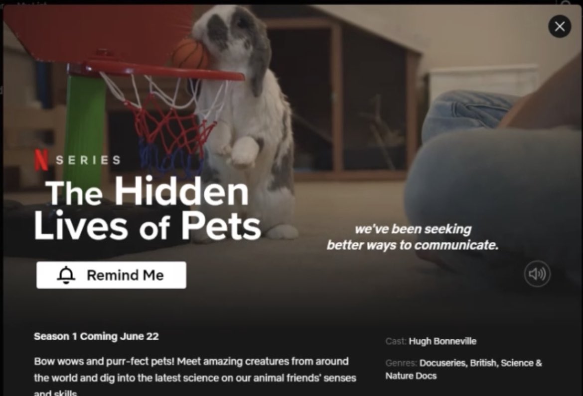 Bini is going to be on <a href="/netflix/">Netflix</a> in a documentary show about extraordinary animals! Very interesting and exciting 🤩🥰❤️ Bini will represent the bunnies and show that bunnies are no less intelligent than any other animals. (This is going to be Bini's second appearance on Netflix!)
