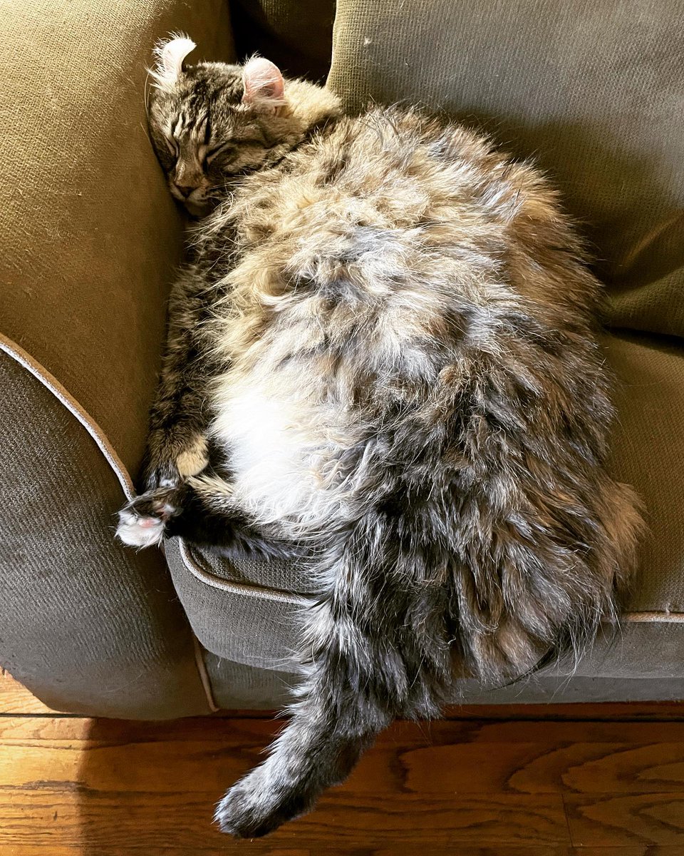 FreyjaCurlyEars's tweet photo. Comfy?! #freyja #highlandlynx #highlandlynxofinstagram #torbie #comfy #nap #naptime #belly #cats #catsofinstagram #catstagram #pet #love #cute #kitty #instacat #catlover #petstagram #meow #lovecats #cute #fluffy #kat #katten #poofy #purr #purrs #follow #ilovecats #ikhouvankatten https://t.co/8ZKjJCqefk