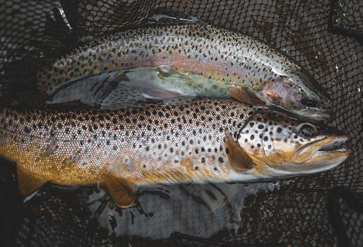 randyhanner's tweet photo. A few photos from last weekend
#flyfishing #photograpny https://t.co/NxkBQbhjCy