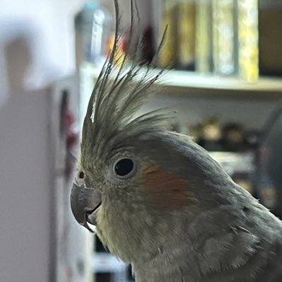 Leo 🦜🇨🇦❤️🐈‍⬛🌸 tweet media