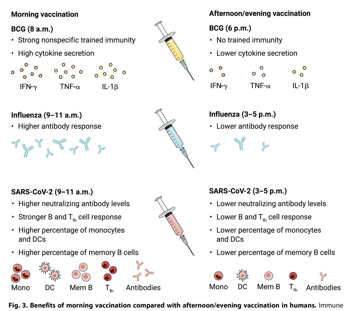 Our immune system follows circadian rhythm. A new review <a href="/SciImmunology/">Science Immunology</a>. And why getting Covid vaccines in the morning elicits a better antibody and cellular immune response
science.org/doi/10.1126/sc… <a href="/ScheiermannLab/">Christoph Scheiermann Lab</a>
