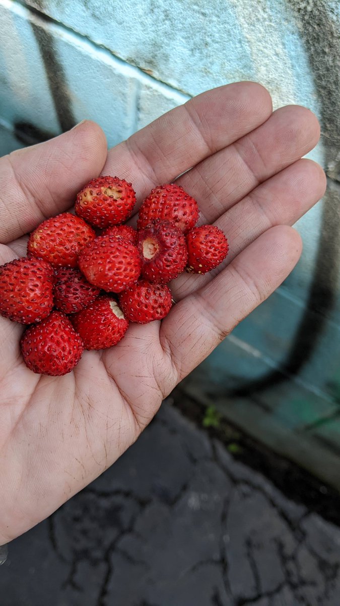 Just picked strawberries grown in my backyard.  Letting folks know we in NYC garden!  We have flowers in the front yard and food in the back!  #UrbanGardening