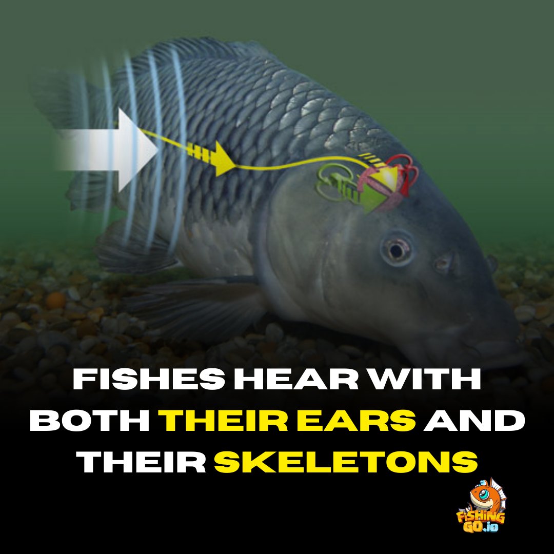 Fishingoio's tweet photo. #Fishingo.io  #ocean #underwaterphotography #nature #scuba #oceanlove #beachlife #scubalife #sealife #savetheocean #marinelife #whale #conservation #hawaii #deepsea #scubadiving #instafish#savetheplanet#sealife #Dubai https://t.co/cjbXljrdhR