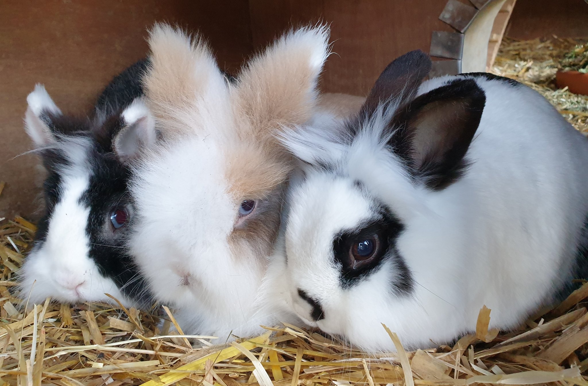 \"The Good, the Bun and the Fluffy\"
- Bun Edition
Happy Birthday, Clint Eastwood! 
