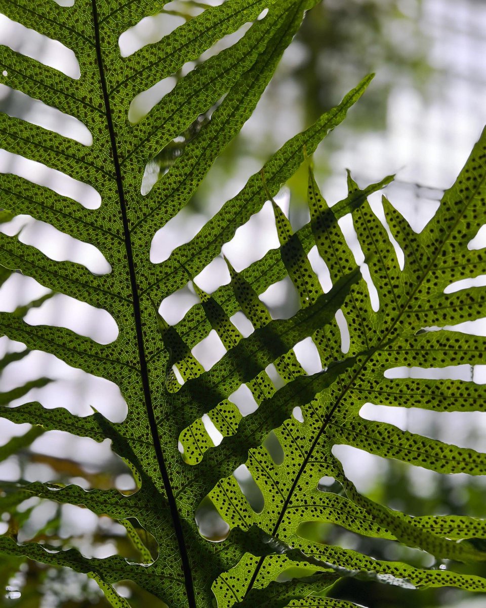 The Black Botanists tweet media