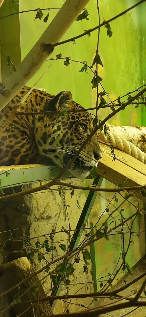 Дети уговорили сходить в зоопарк.
Бедные звери. Мне всю ночь будут сниться кошмары 😭