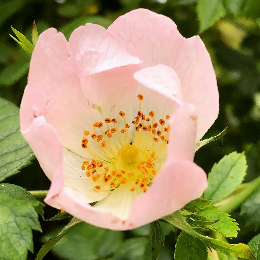 timofnewbury's tweet photo. Blooming marvellous #ludwigfilter https://t.co/aS0O4e8fTN https://t.co/GF8iDuJg4e
