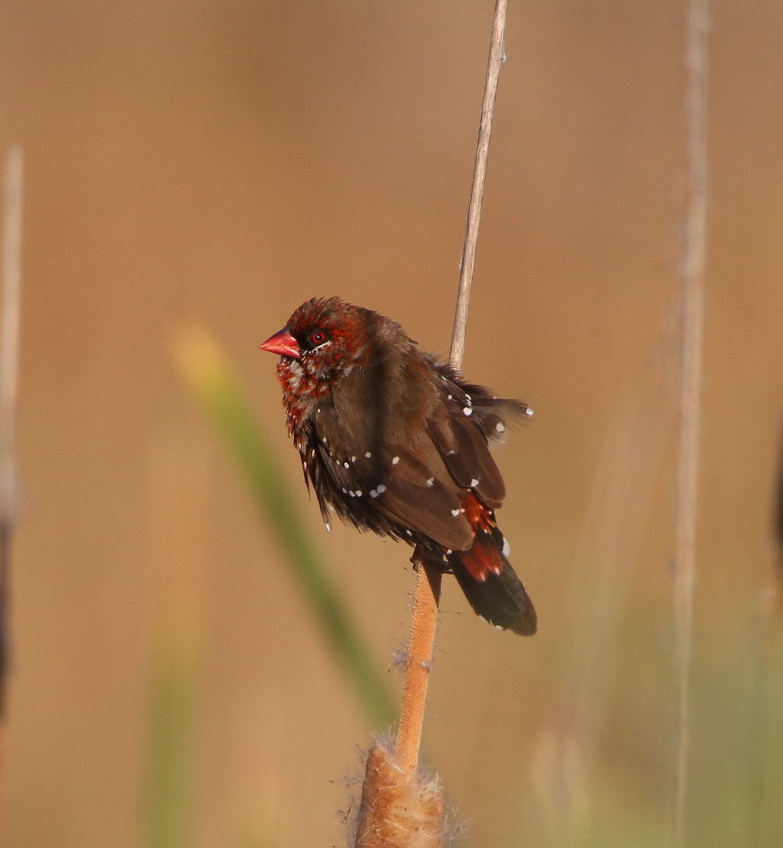 Chrishodgebird tweet picture