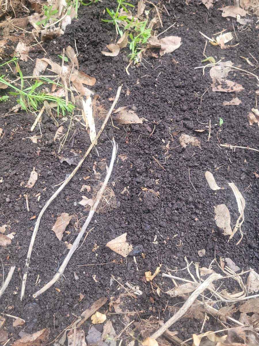 This is my first hugelkultur bed started in 2019. If you brush off the mulch of linden leaf and dried tulsi it looks like several inches of wormcastings.