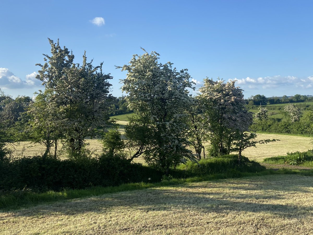 Hylo67's tweet photo. Putting “0’s” on silage ground to far home for slurry and just had to stop to admire the May bush in all its glory. Fields, hedges and raths in full glorious bloom Dairy farmers ripping out hedges #mearse https://t.co/l5QUze1Fko