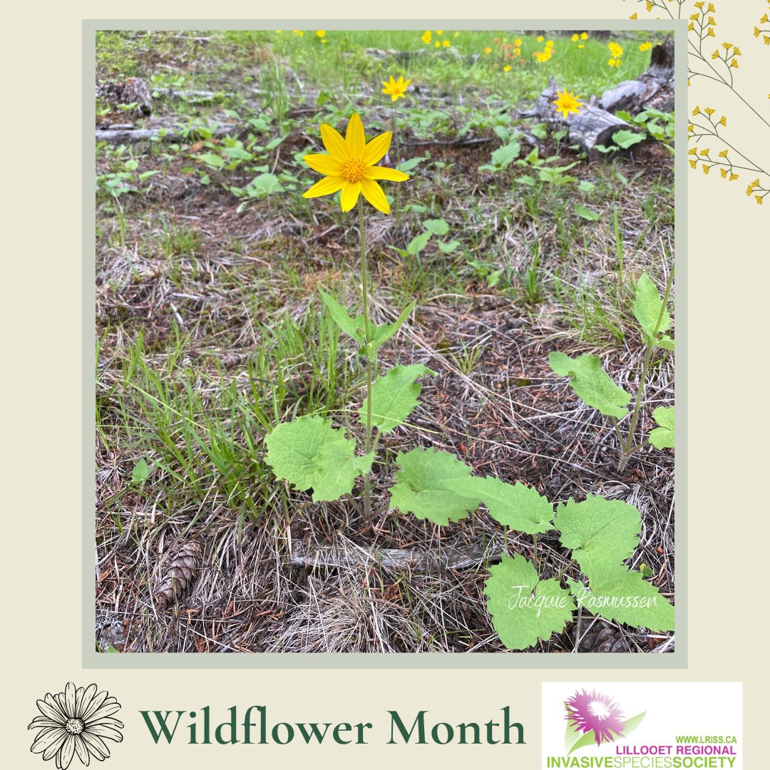 Today’s flower is Heart-Leaved Arnica (Arnica cordifolia). Check out BC Trails Day events, Saturday June 4th, to get out and see some of these delightful blooms. This medicinal plant can be used to treat inflammation &amp; is important summer forage for mule deer. Status: Native.